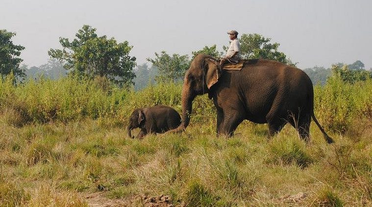 Junngle Safari