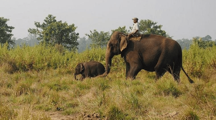 Elephant  ride Jungle Safari 