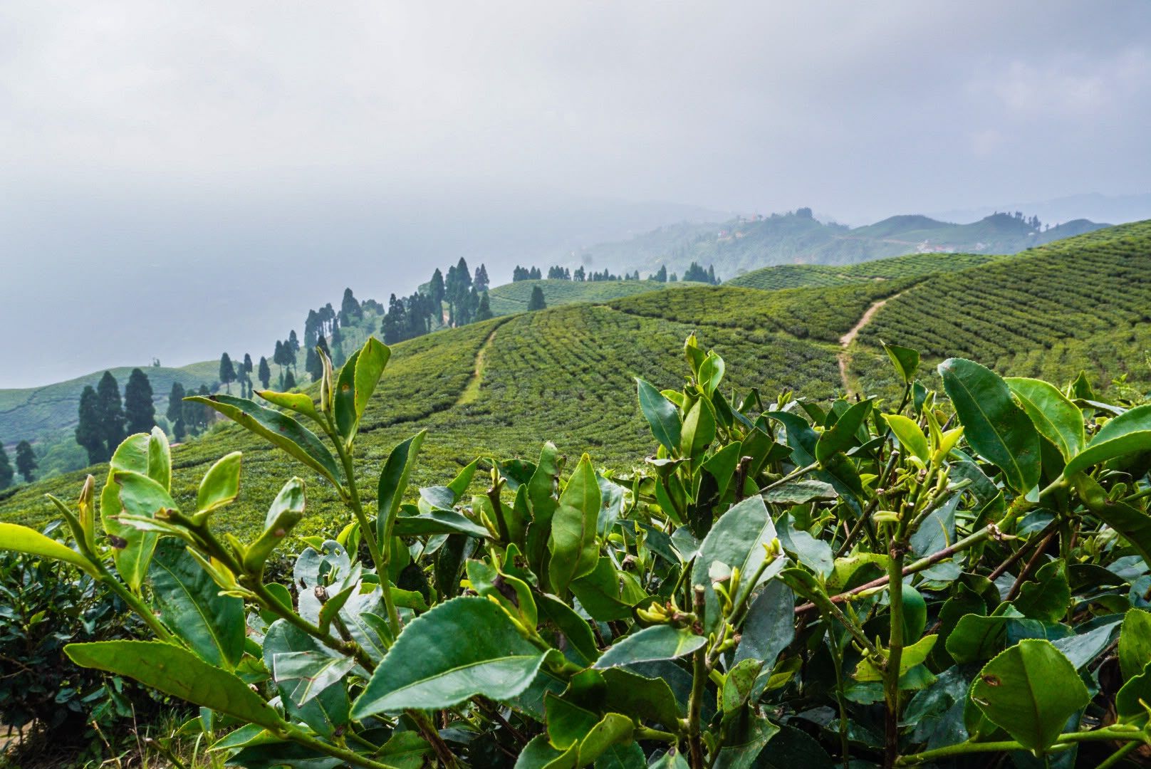 Ilam Photo Captured By Trekkers Group (Oct - 2026)