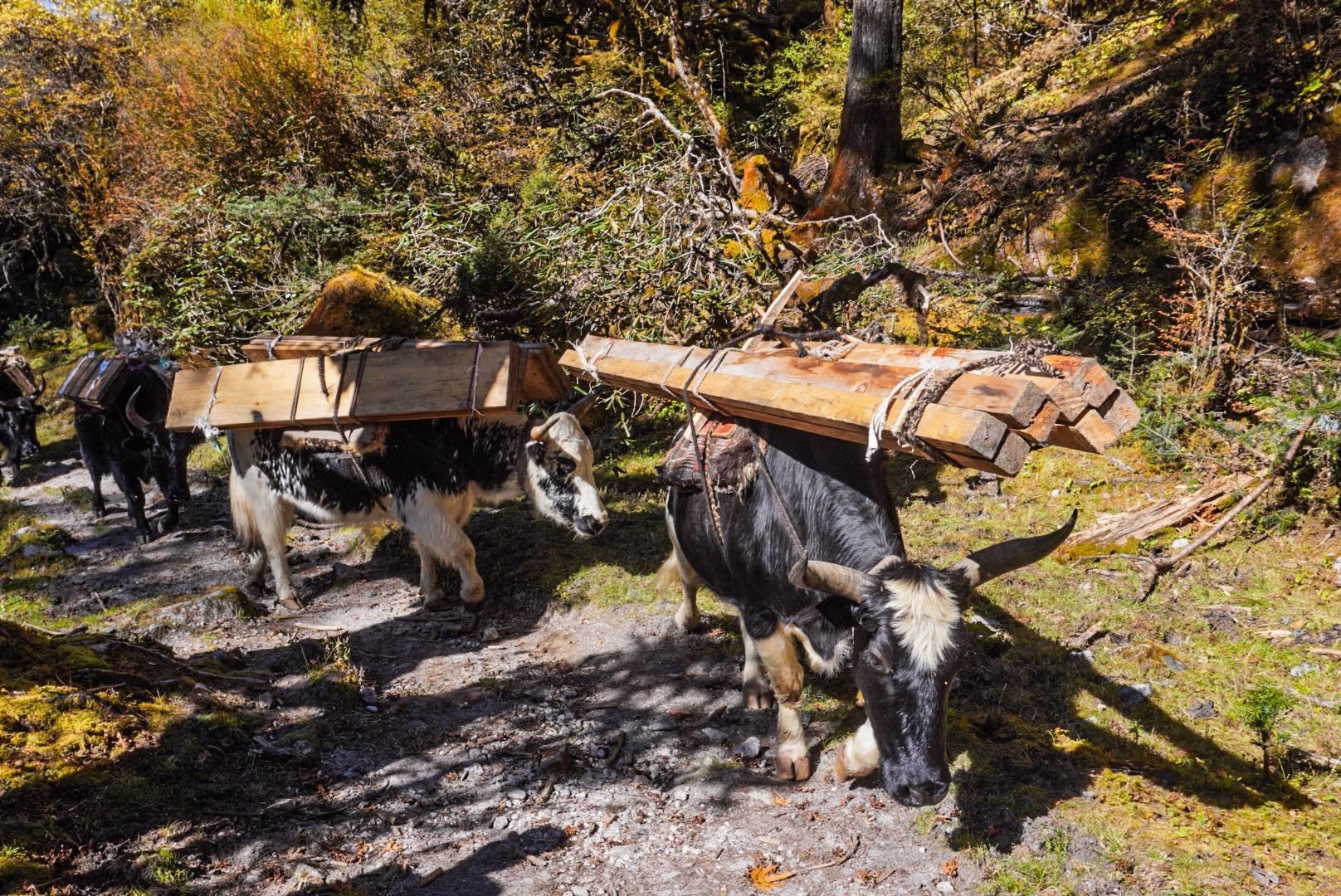 Yak Carrying Log