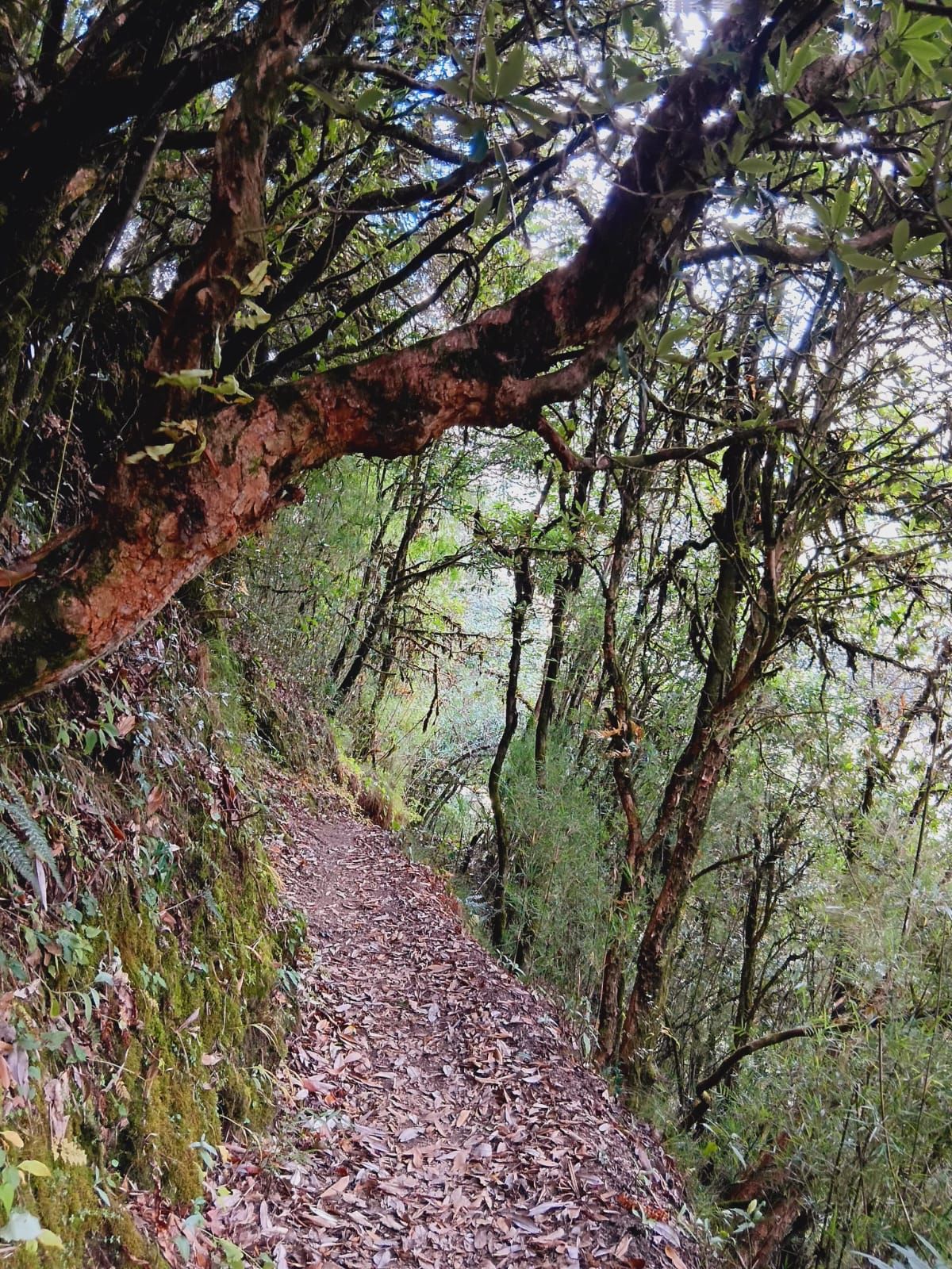 kanchenjunga trail