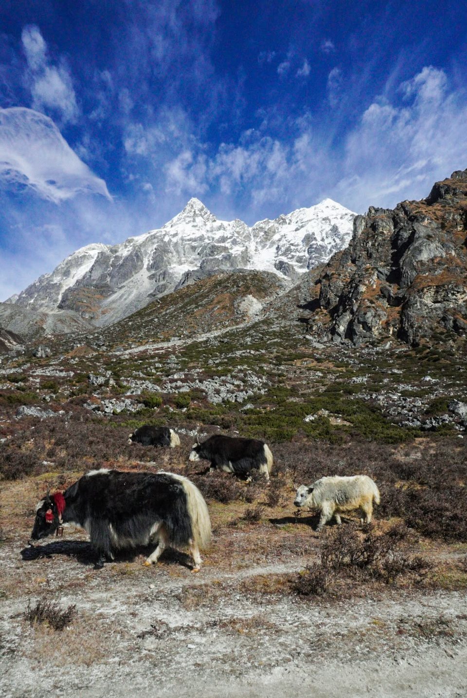 Kanchenjunga Trek Photo Oct 2026