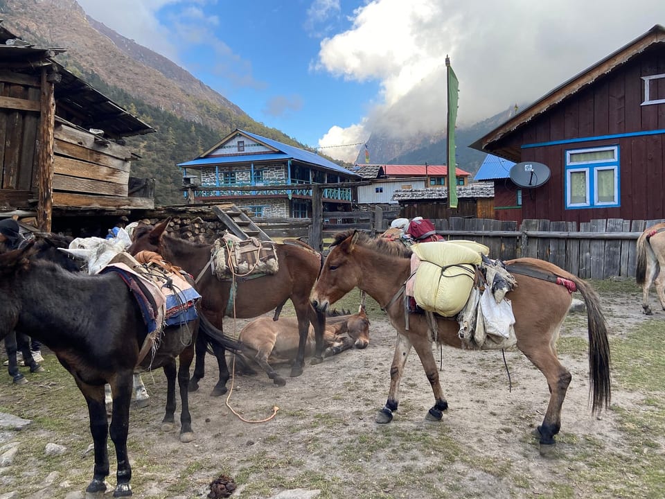 Dzonga Family House Ghunsa