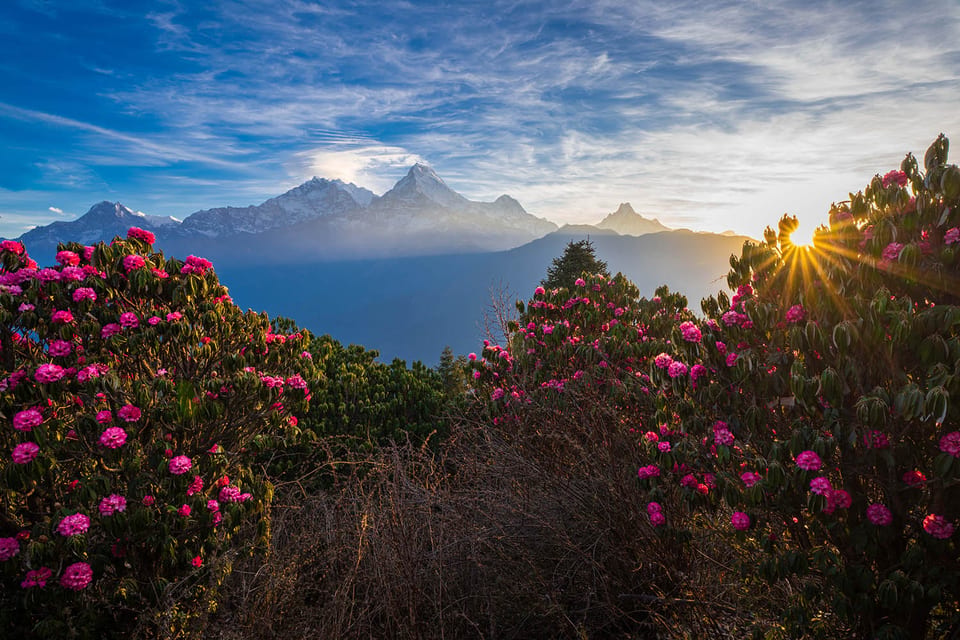 rhododendron
